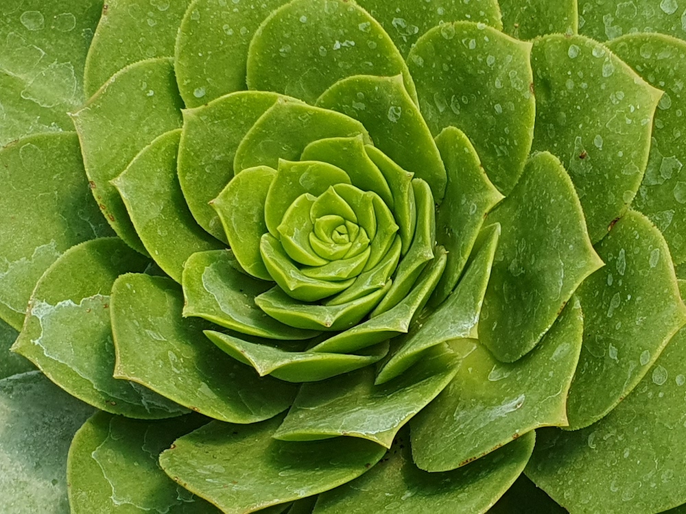Image of a succulant plant