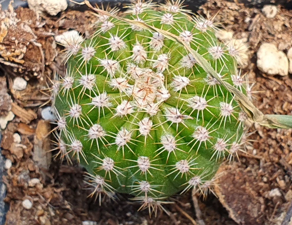 Image of a cacti plant