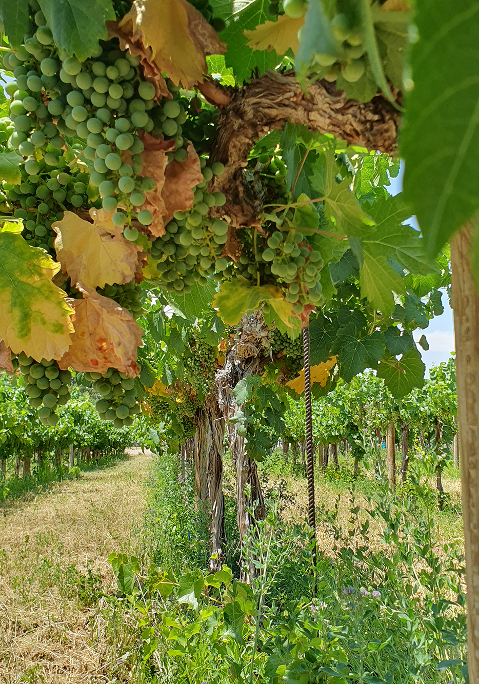 Image of grape tree in field