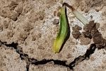 Plant sprouting from cracks in the soil