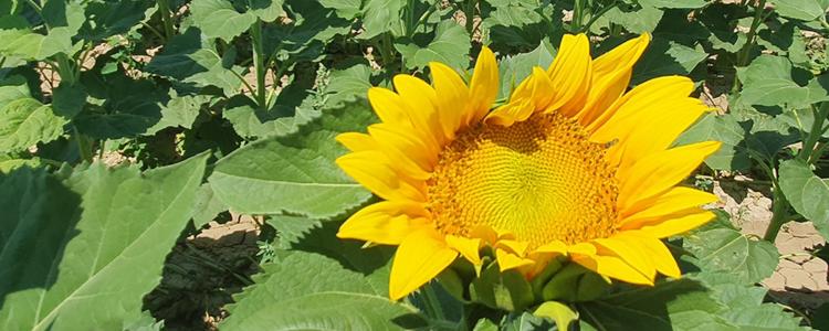 Image of a sunflower in a field