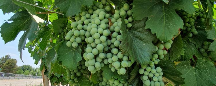 Image of grapes growing from a tree