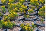 Image of yellow flowers