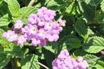 Image of purple flowers