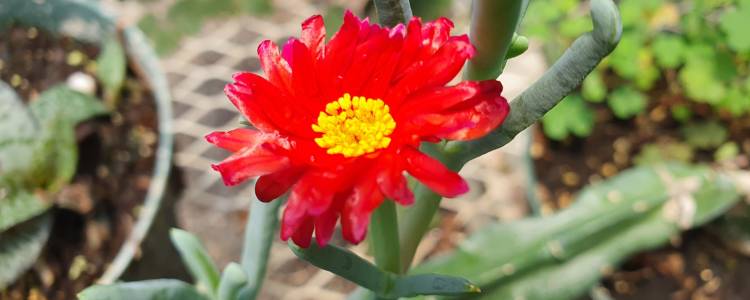 Image of a red blooming flower