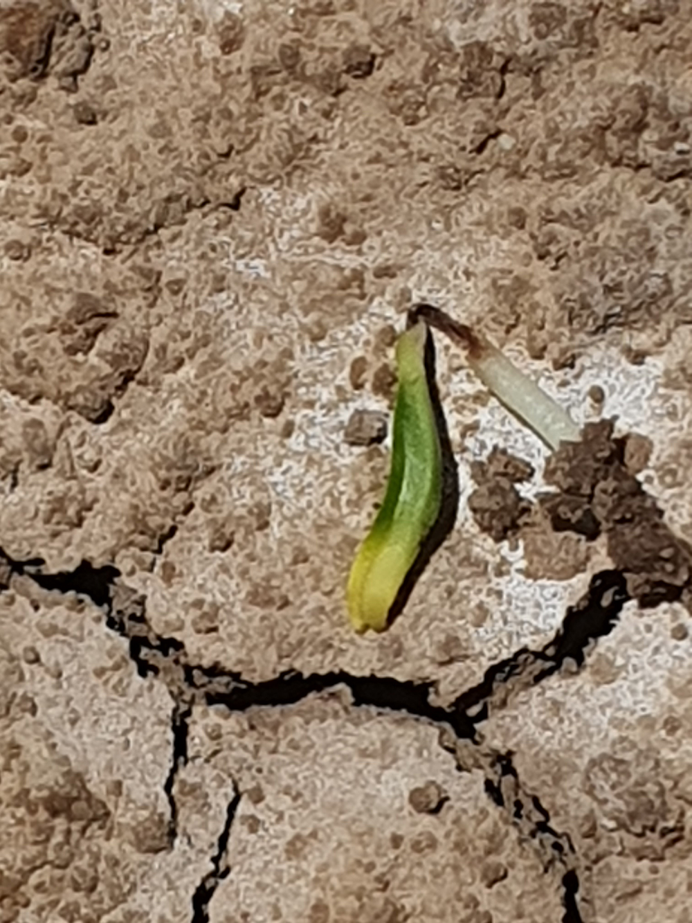 Chili seedling sprouting