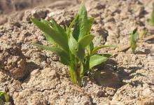 Plant sprouting from the ground