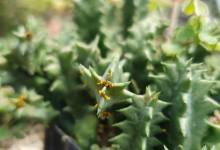 Upclose image of a cacti