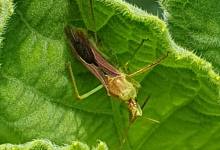 Grasshopper bug on a leaf